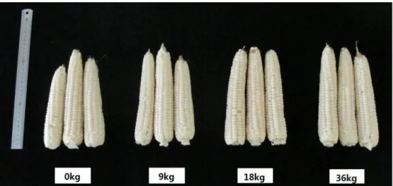 Fig. 4. The differences of characteristics in maize with different N fertilizer rates.