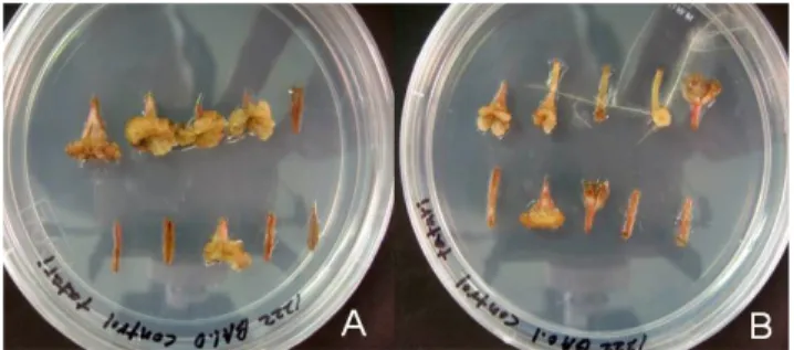 Fig. 1. Callus induction from hypocotyl segments of common  buckwheat, which is effected by (A) BA 1.0 mg · L -1 and (B) BA 0.1 mg · L -1 .