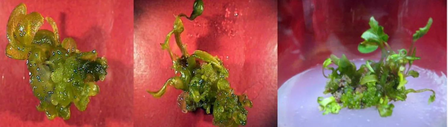 Fig. 3. Plant regeneration from embryonic callus of common buckwheat during developmental stage with enlarged hypocotyls  of plantlets on the combination of IAA 2.0 mg · L -1 , Kinetin 1.0 mg · L -1  and BA 1.0 mg · L -1  growth regulators.