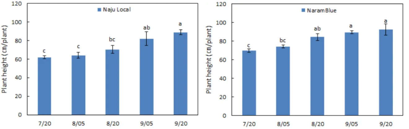 Fig. 6. Changes of plant height with different harvest times in two cultivars, Naju Local and NaramBlue of Persicaria tinctoria H