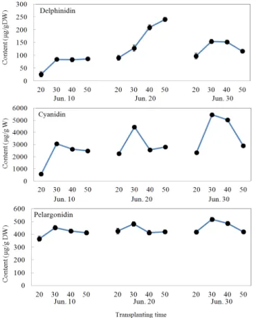 Fig. 5. Changes of total anthocyanidin pigment contents as  affected by different transplanting and harvesting time in three pigmented rice varieties