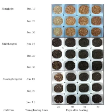 Fig. 6. Grain color degree in three pigmented rice varieties as  affected by different transplanting and harvesting times.