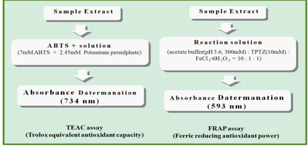 Fig. 1. The measurement of antioxidant activity by TEAC and FRAP assay applied by Hu &amp; Xu methods (2011).al.(2004)에 의하면 저온미쇄가 상온분쇄에 비하여 향기의 강도가 높고 풍미의 손실이 적으며,  입도가 미세해짐에 따라  명도  등  선명도가  향상된다고  하였다.우리나라는 찰옥수수를 주로 풋옥수수 상태로 쪄서 먹는 형태로  이용하는데,  그  수확시기가  