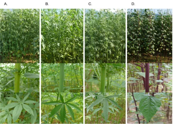 Fig. 1. Growth of leaf and stem at 100 days after seedling (DAP) in four different kenaf (Hibiscus cannabinus L.) varieties