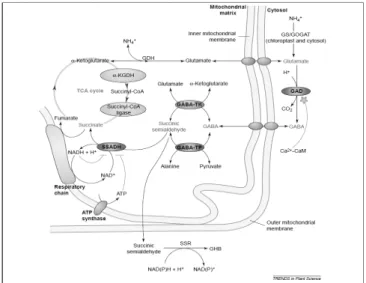 Fig. 1. The γ-aminobutyric aicd(GABA) shunt metabolic pathway and its regulation in plants
