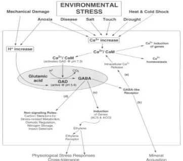 Fig. 2 . Proposed roles of GABA in plant stress responses. Hypothetical pathways by which GABA may function as a cellular  barometer and transduce of environmental stress signals