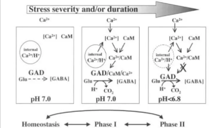 Fig. 3. Biphasic regulation fo GAD activity. At physiological pH,  stress-induced increases in cellular Ca 2+  complex with  CaM and GAD is activated by Ca 2+ /CaM