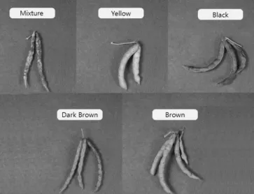 Fig. 1. Classification of pod color of 150 adzuki bean germplasm.무한형이 6.9%로 가장 적었으며,  중간형이 15.3%이었다고 하였는데,  본  시험에  사용된  150  팥  유전자원은  96.6%가 무한형이었다