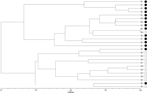 Fig. 3. UPGMA dendrogram based on the AFLP markers. The accessions of foxtail millet are showed in Table 1.