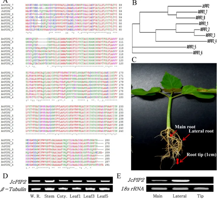 Fig. 4. Amino acid sequence alignments of plasma membrane intrinsic proteins (PIPs) and expression of JcPIP2