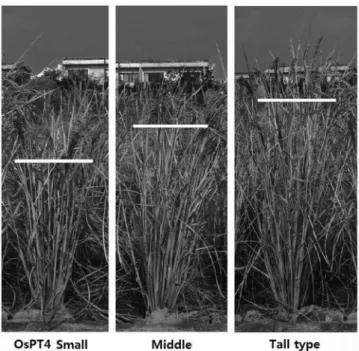 Fig. 9. The comparison of Av. P 2 O 5  and T-N content between  OsPT transgenic lines and the control in the heading  stage (fertilizers; NK, 2005 pot test)
