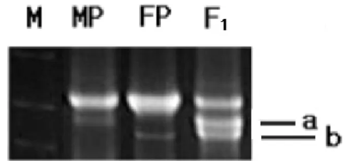 Fig. 1. DNA amplification patterns with the primer OPC13  in  R. sativus.
