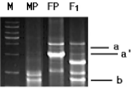 Fig. 2. DNA amplification patterns with the primer OPD20  in  R. sativus.