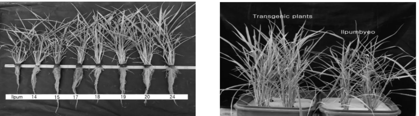 Fig. 2. Difference of micro elements between CAX1 transgenic  plants and wild type except Ca 2+  in water solution