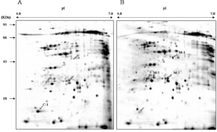 Fig. 1. Representative 2-DE gel patterns of leaf blade pro- pro-teins. (A) 2-DE gel of wild type