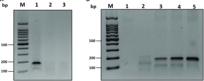 Fig. 1. Optimization of reverse transcription recombinase polymerase amplification (RT-RPA) assay for apple scar skin viroid (ASSVd) detec- detec-tion