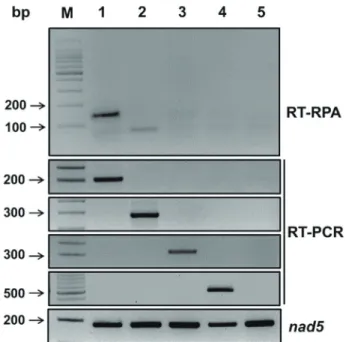 Fig. 2. Comparison of the sensitivity of reverse transcription re- re-combinase polymerase amplification (RT-RPA) assay in the  detec-tion of apple scar skin viroid (ASSVd)