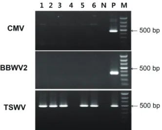 Table 2. Symptoms observed on indicator plants mechanically in- in-oculated with TSWV-NS-AG28 isolate from Angelica acutiloba