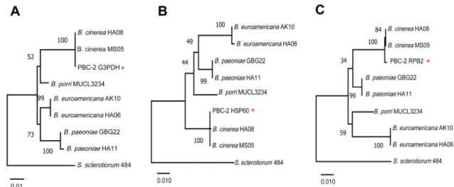 Fig. 2. Maximum likelihood trees for the G3PDH (A), HSP60 (B), and RPB2 (C) gene sequences of the PBC-2 strain and type strains of Botrytis  cinerea, B