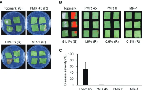 Fig. 3. Inoculation of four melon differentials (Cucumis melo cv. Topmark, PMR 45, PMR 6, and MR-1) with Podosphaera xanthii isolate  IC190611