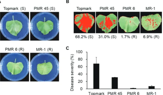 Fig. 4. Inoculation of four melon differentials (Cucumis melo cv. Topmark, PMR 45, PMR 6, and MR-1) with Podosphaera xanthii isolate  SE180328