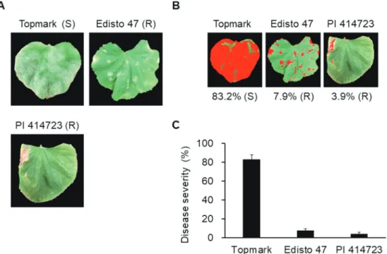 Fig. 5. Inoculation of additional melon differentials (Edisto 47 and PI 414723) and susceptible control (Topmark) with Podosphaera xanthii  isolate SE180328