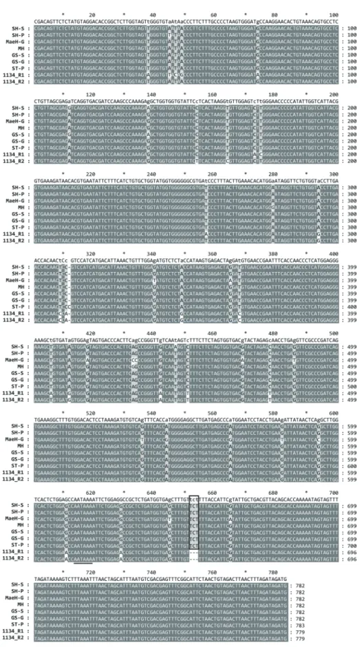 Fig. 1. An alignment of nucleotide sequences of the 3′ untranslated region of 7 Korean isolates of Strawberry mottle virus and RNA1 and  RNA2 of the isolate 1134