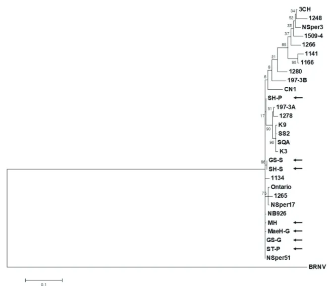 Fig. 2. Phylogenetic analysis of the 3′ untranslated region sequences of Strawberry mottle virus isolates