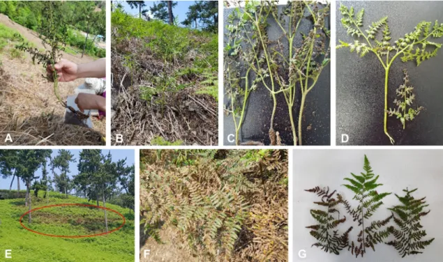 Fig. 1. Symptoms of a bracken blight found in bracken-growing field. Top (A–D) and bottom (E–G) panels were taken in May and July 2018,  respectively