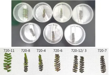 Fig. 3. Mycelial growth (A, D) and conidia morphology (B, C–F) of Didymella sp. 720-4 isolate on malt extract agar medium (A–C) and oatmeal  agar medium (D–F), respectively