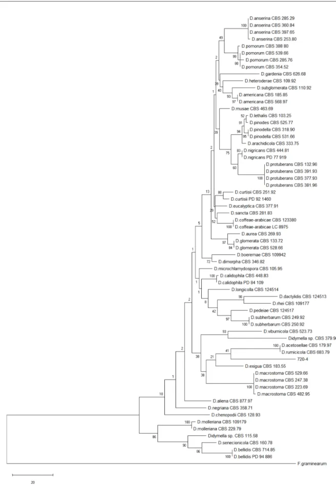 Fig. 4. A phylogenetic tree constructed with the maximum parsimony method using combined nucleotide sequences of genes encoding  ribosomal RNA, internal transcribed region, and β tubulin from the bracken blight pathogen (720-4 isolate) and its related Didy