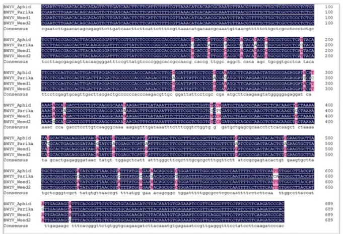 Fig. 4. The predicted genomic organization of the BWYV-Korea isolate. The complete genome sequence of the BWYV-Korea isolate com- com-prises 5750 nucleotides (nt)