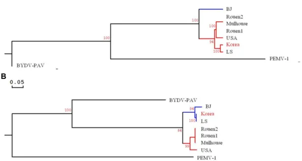 Table 3. Percentage identity of the complete nucleotide (nt) sequence and deduced amino acid (aa) sequence between BWYV-Korea iso- iso-late and previously reported BWYV isoiso-lates