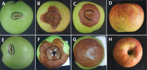 Fig. 3. Cultural and morphological characteristics of the present isolate. Colony growth at 25 o C on PDA after 7 days (A) and 14 days (B) of  incubation