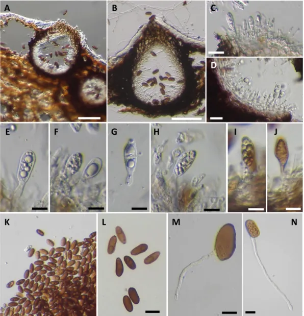 Fig. 4. Diplodia seriata. Longitudinal section of conidiomata (A, B), conidiogenous cells with developing conidia (C, D)