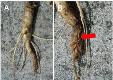 Fig. 2. Symptoms of decayed ginseng root. Symptoms of roots  were brown, soft rots characterized by moist and watery decay of  the whole ginseng root, which initiated as small brown,  water-soaked lesions of hairy roots and enlarged to the entire roots