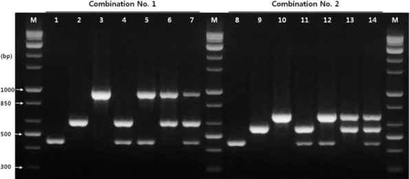 Fig. 1. Simultaneous detection using the finally selected primer combinations for the three viruses (Clover yellow vein virus, ClYVV; Peanut  mottle virus, PeMoV, and Tomato spotted wilt virus, TSWV) by multiplex PCR