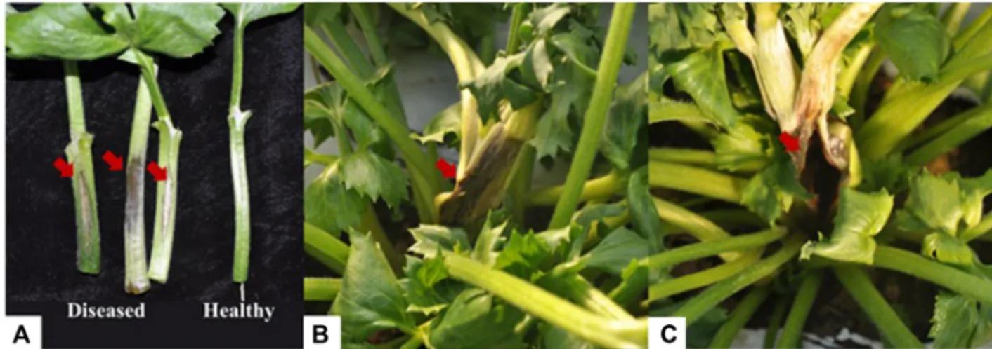 Table 2. Comparison between the characteristics of P. marginalis  Ra3 and those of the P