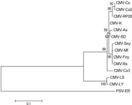 Fig. 2. Phylogenetic analysis of coat protein of three CMV isolates  from C. communis and used strains of 10 Cucumber mosaic virus