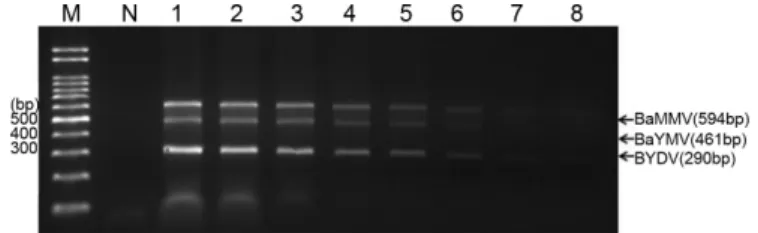 Fig. 4. Sensitivity of mRT-PCR in amplification of serially diluted  RNA for the detection of three viruses