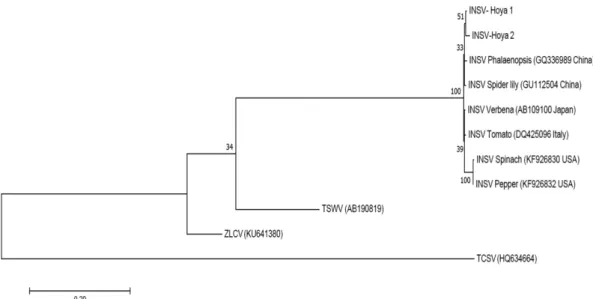 Fig. 3. Phylogenetic analysis by Maximum likelihood method showing the relationship of Impatiens necrotic spot virus (INSV) isolates from  various hosts and countries based on an alignment of complete nucleocapsid (N) gene sequences