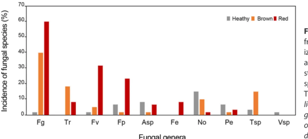 Fig. 1. Distribution of fungal species collected  from heathy, decolorized brown, and  decolor-ized red maize kernels samples