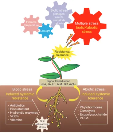 Fig. 1. A scheme for the effects of plant growth-promoting bacte- bacte-ria (PGPB) on biotic and abiotic stress in plants