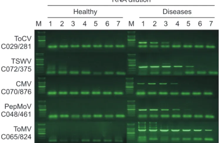 Fig. 4. RT-PCR detection of five tomato viruses using finally se- se-lected primer combinations for each virus