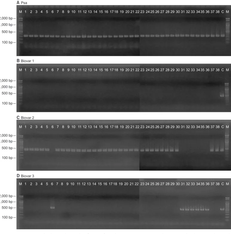 Fig. 2. Representative results showing biovar identification of Pseudomonas syringae pv