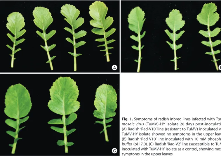 Fig. 1. Symptoms of radish inbred lines infected with Turnip  mosaic virus (TuMV)-HY isolate 28 days post-inoculation