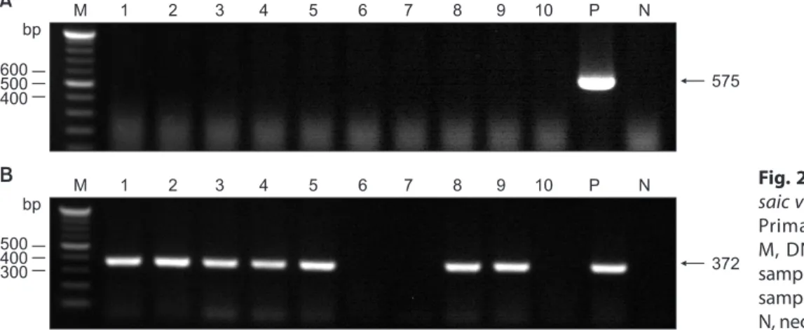 Fig. 2. Nested PCR for Barley yellow mo- mo-saic virus (BaYMV) from soil samples. (A)  Primary PCR