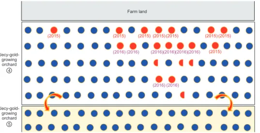 Fig. 4. Orchard map showing bacterial  canker progress in a Jecy-gold growing  kiwifruit orchard by secondary infection  of Pseudomonas syringae pv