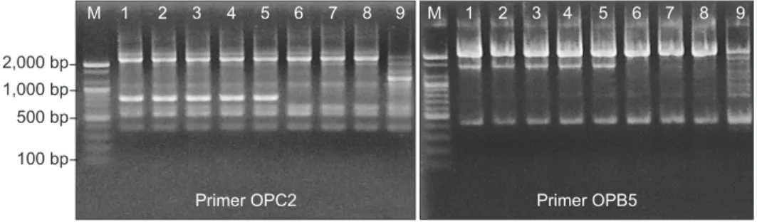 Fig. 5. Agarose gels showing PCR amplification products using random primers, OPC2 and OPB5