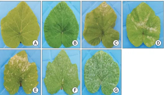 Fig. 1. Powdery mildew scale (1–7) de- de-veloped for recording disease severity in  pumpkin accessions